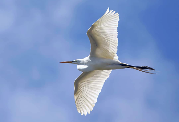 Great Egret at Rankin Bottoms by Keith Watson